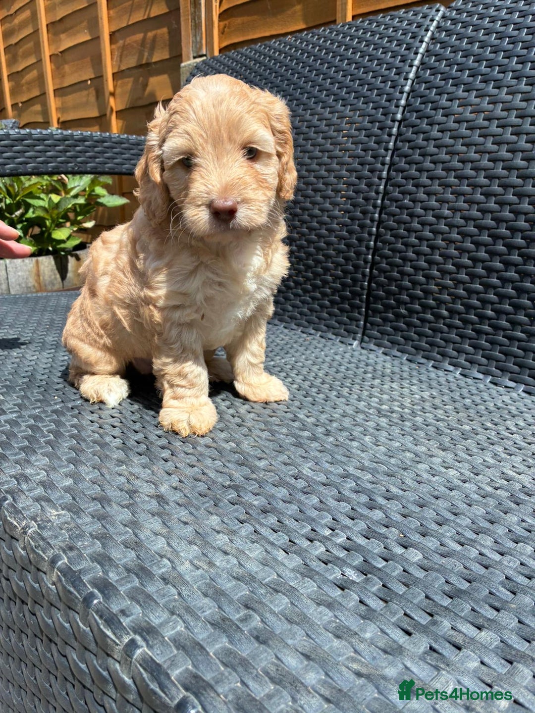 Cockapoo dogs for sale: Cockapoo 1 male 3 girls - Image 8