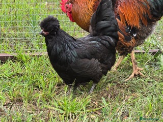 Chickens poultry for sale: Araucana & Game POL - Advert 3