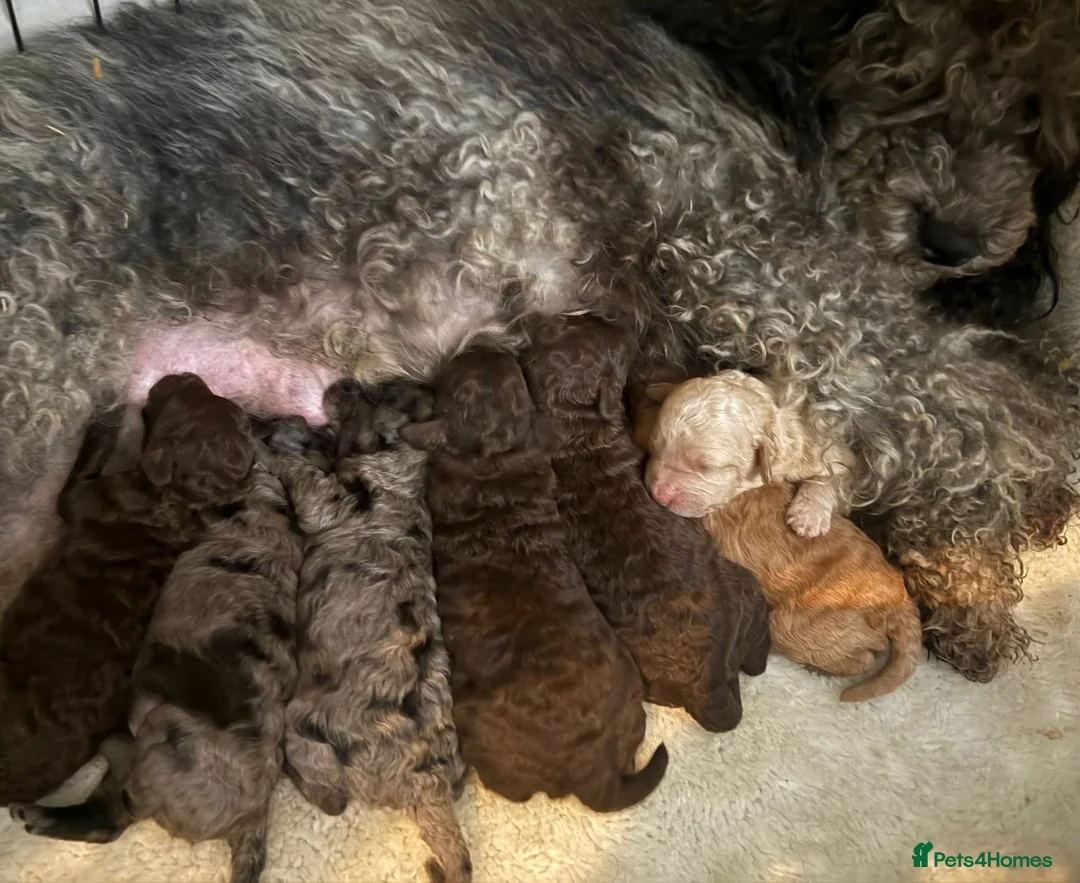 Miniature Poodle dogs for sale: Unique Toy X Miniature Poodles - Advert 2