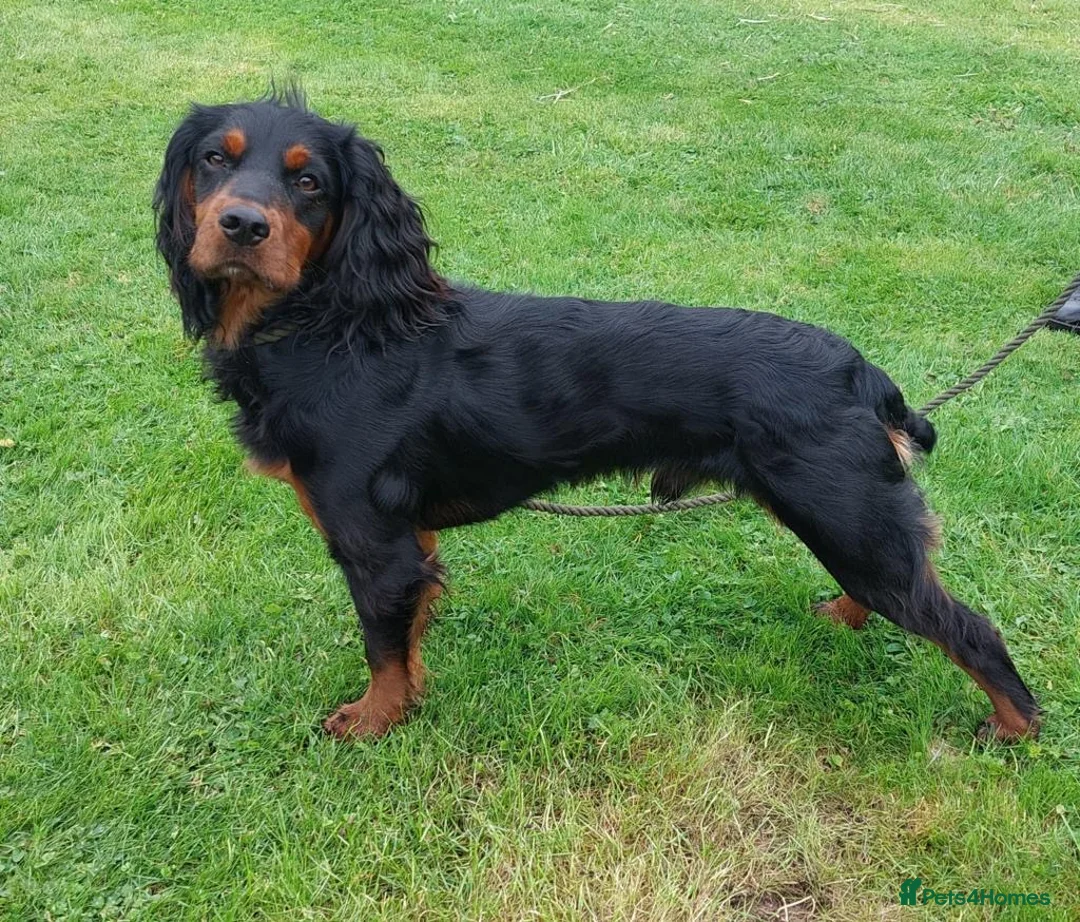 Cocker Spaniel dogs for sale: Working Cocker Spaniel Puppies in Shrewsbury - Advert 12