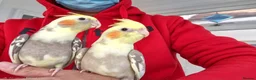 Cockatiels birds for sale: Hand tamed Cockatiels  - Advert 4