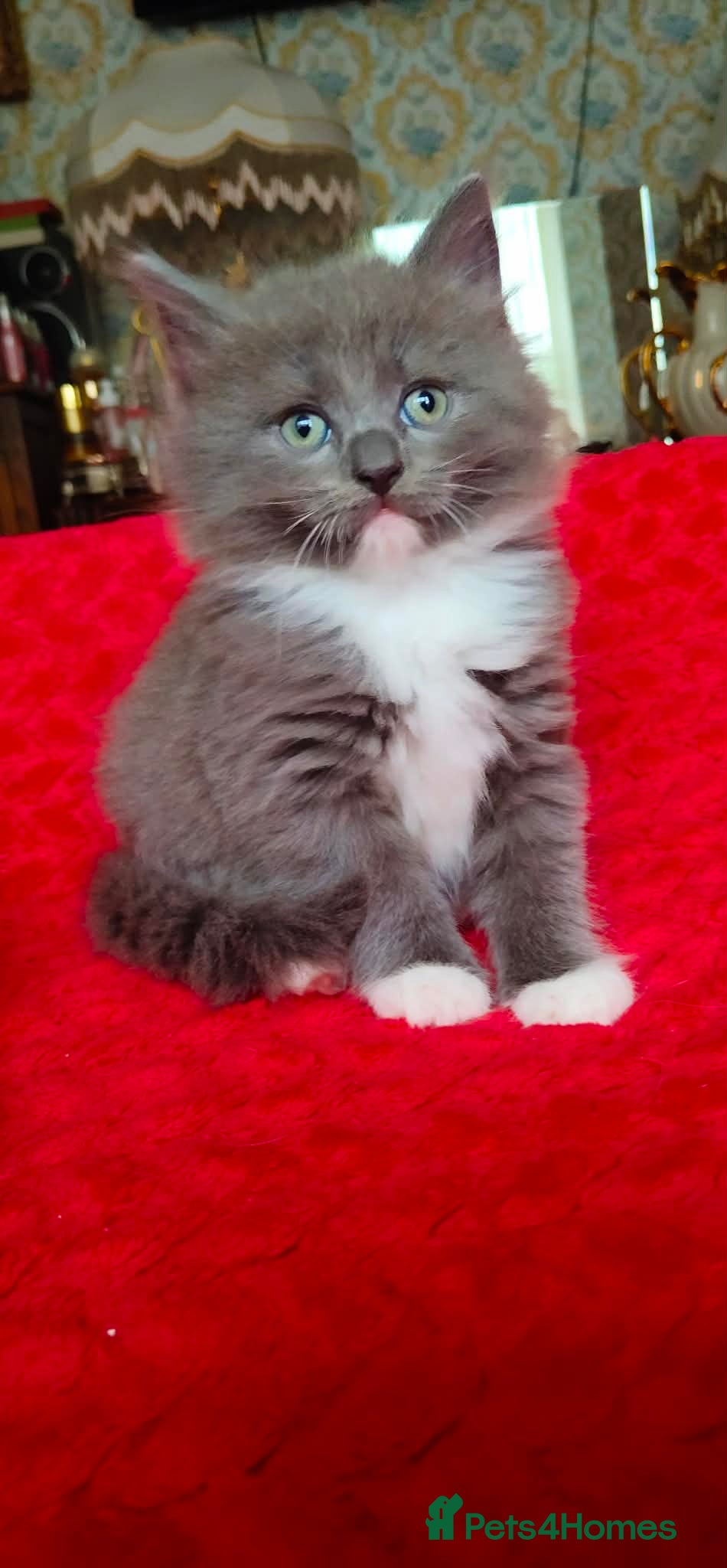 Mixed Breed cats KITTENS - Advert 2
