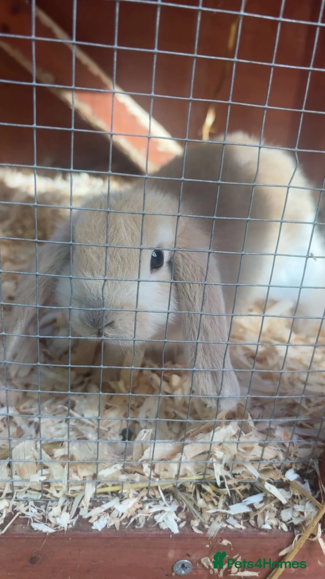 English Lop rabbits for sale: Baby rabbits for sale  in Chesterfield - Advert 2
