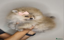 Pomeranian dogs for sale: CHAMPION BLOODLINE 3 female 1 male - Image 28