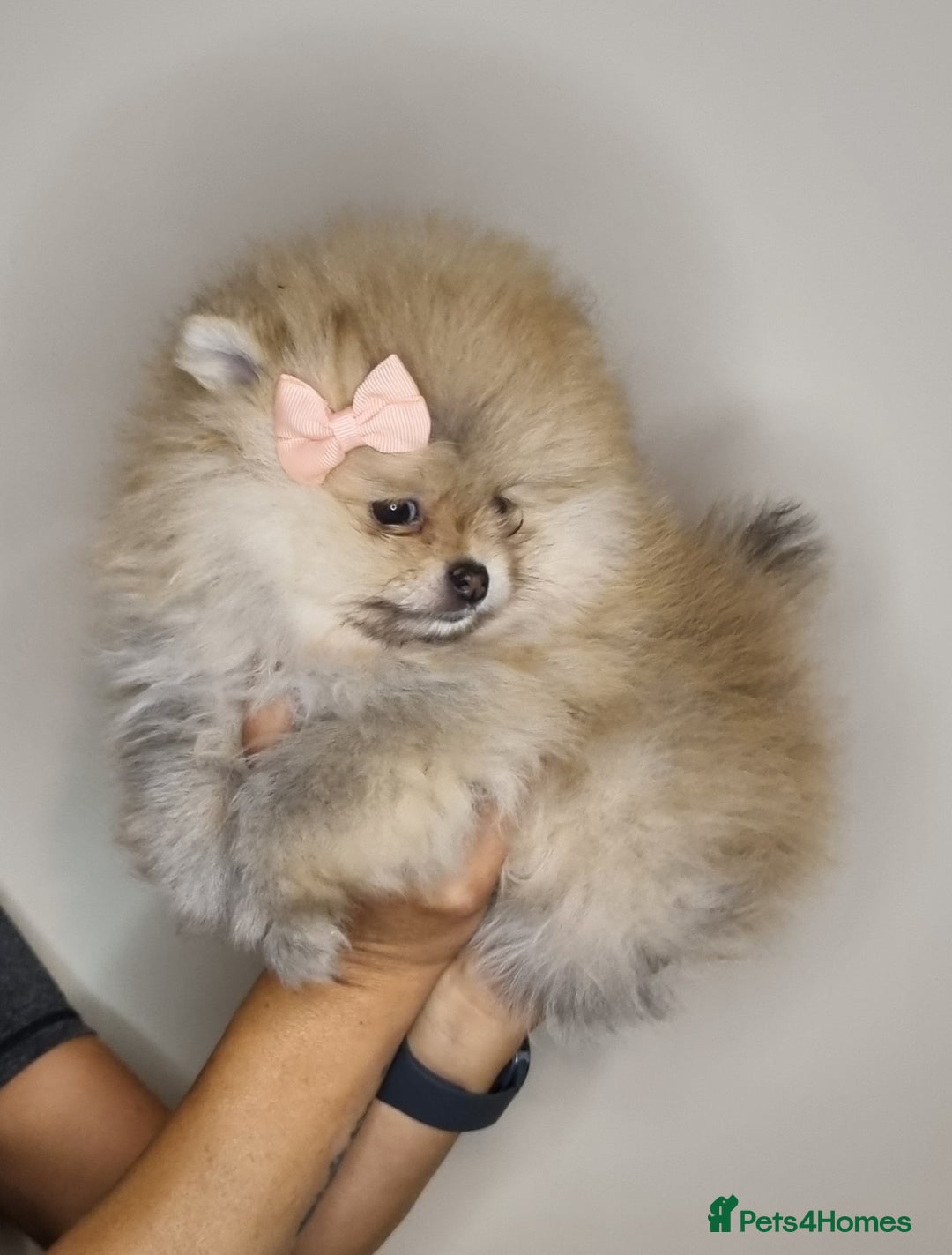 Pomeranian dogs for sale: CHAMPION BLOODLINE 3 female 1 male - Image 28
