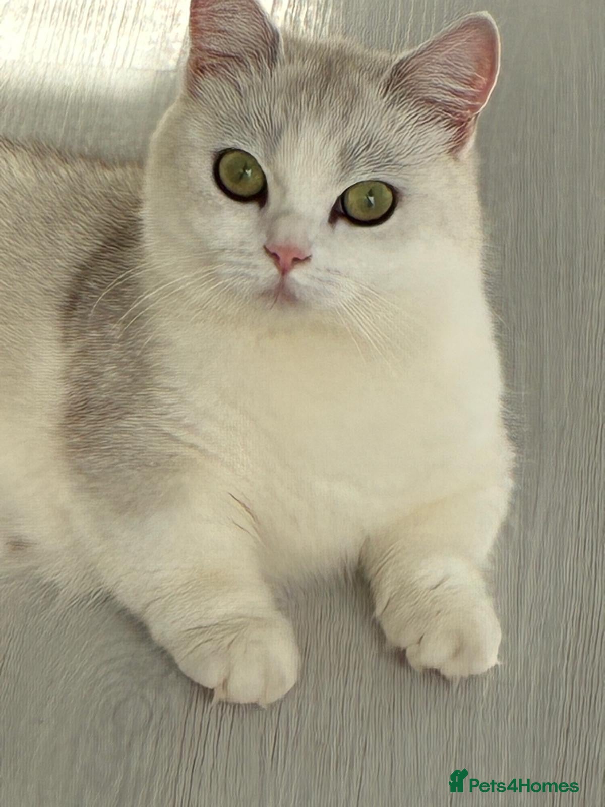 Munchkin cats for sale: 15 month old silver tipped BSH FEMALE munchkin - Advert 2