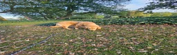 Golden Retriever dogs for sale: 8 months girl - Advert 5