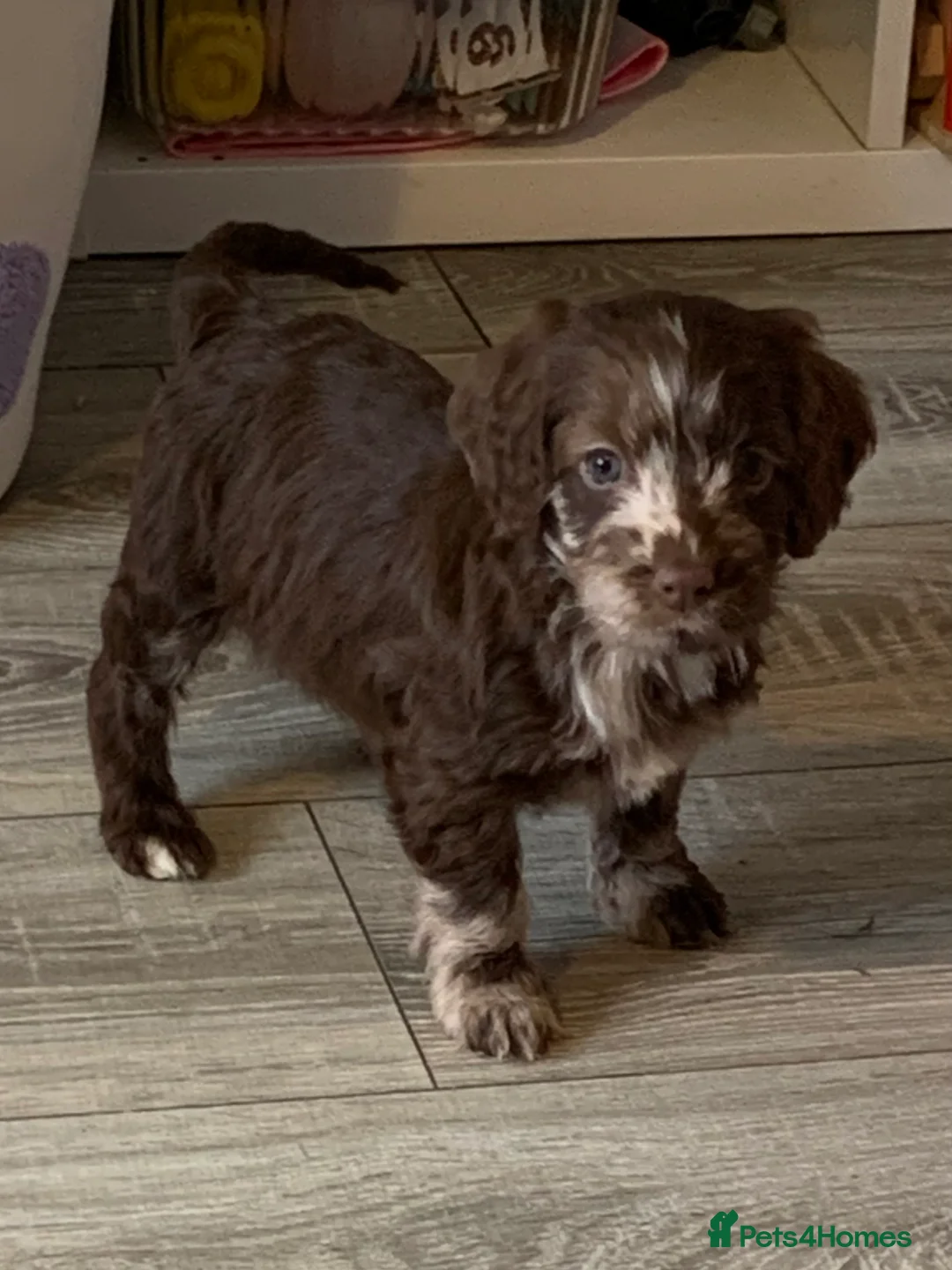 Cockapoo dogs for sale: Healthy toy poodle companions  - Advert 11