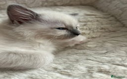 Ragdoll cats for sale: 5 Pure Ragdoll kittens - All Females -Pickup Ready - Image 25