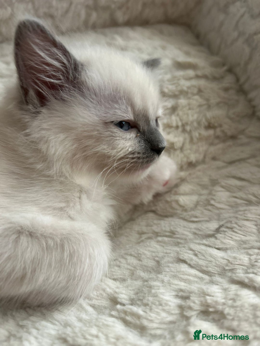 Ragdoll cats for sale: 5 Pure Ragdoll kittens - All Females -Pickup Ready - Image 25
