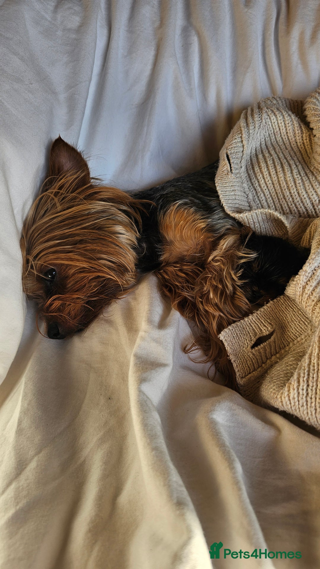 Yorkshire Terrier dogs for sale: 1 Male , Miniature Yorkshire  in Manchester - Image 24