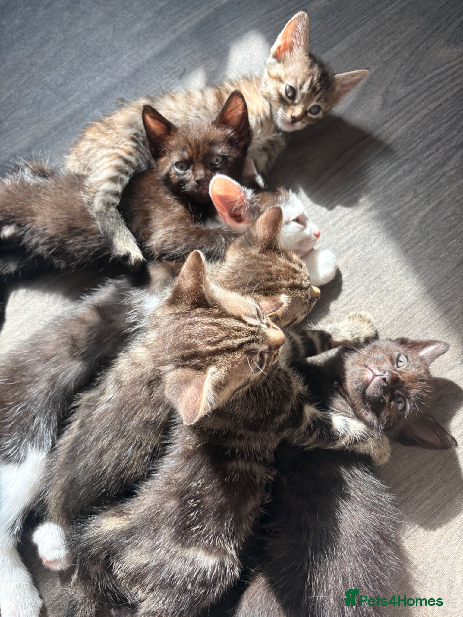 Domestic Shorthair cats 2 tabby and 3 black- ALL MALE KITTENS  - Advert 13