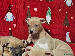 American Bully dogs litter of AmericanBully(ABKC) Standart/Pocket - Advert 2