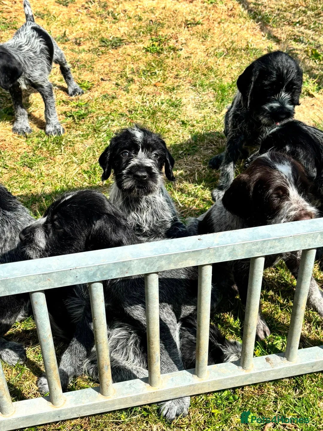 German Wirehaired Pointer dogs for sale: German wirehair pointer pups  - Advert 2
