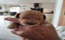 Miniature Poodle dogs for sale: Beautiful Miniature poodles  - Image 14