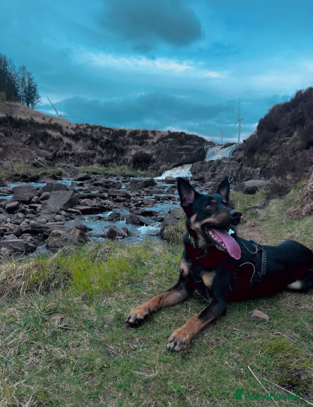 Mixed Breed dogs Male dog for rehoming  - Advert 16