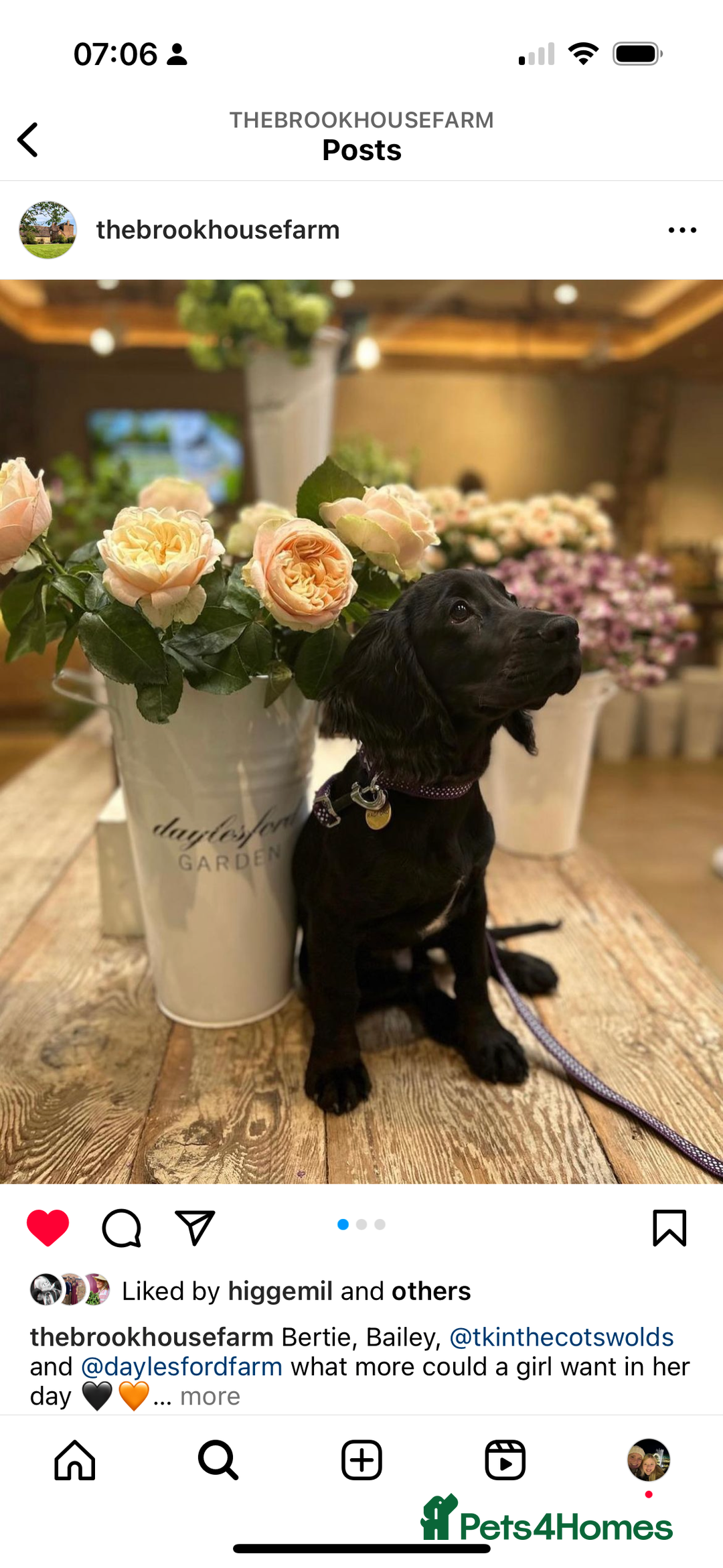 Cocker Spaniel dogs for sale: Upcoming Litter: KC Working Cocker Puppies - Image 10