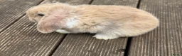Mini Lop rabbits for sale: Three cute mini lops. - Advert 7