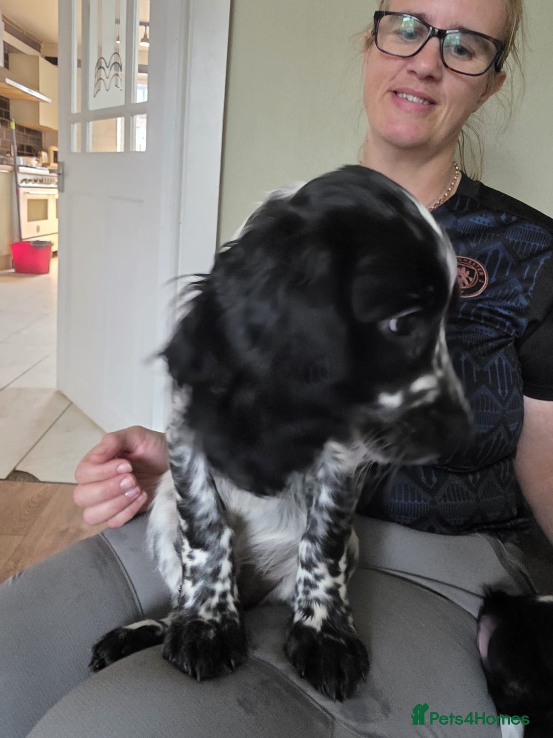 Cocker Spaniel dogs for sale: 4x Cocker Spaniel pups blue roan READY TO GO - Image 8