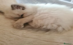 Ragdoll cats for sale: Ragdoll Kittens purebred  - Image 2