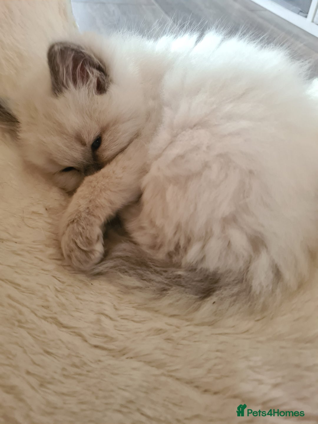 Ragdoll cats for sale: Ragdoll Kittens purebred  - Image 2