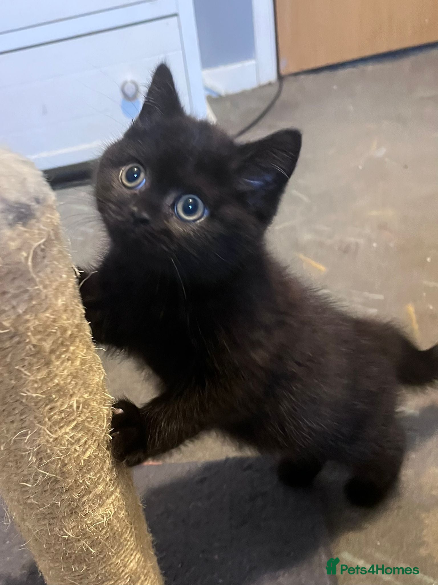 Mixed Breed cats LAST GIRL LEFT 4 BRITISH SHORTHAIR X KITTENS 🩵🩷 - Advert 2