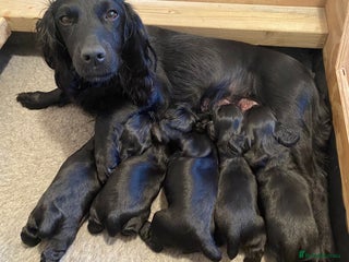 Cocker Spaniel dogs Working cocker spaniel puppies - Advert 4