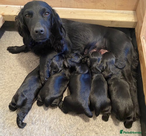 Cocker Spaniel dogs Working cocker spaniel puppies - Advert 3