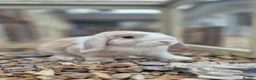 Mini Lop rabbits for sale: Fluffy and Tookie - Advert 9