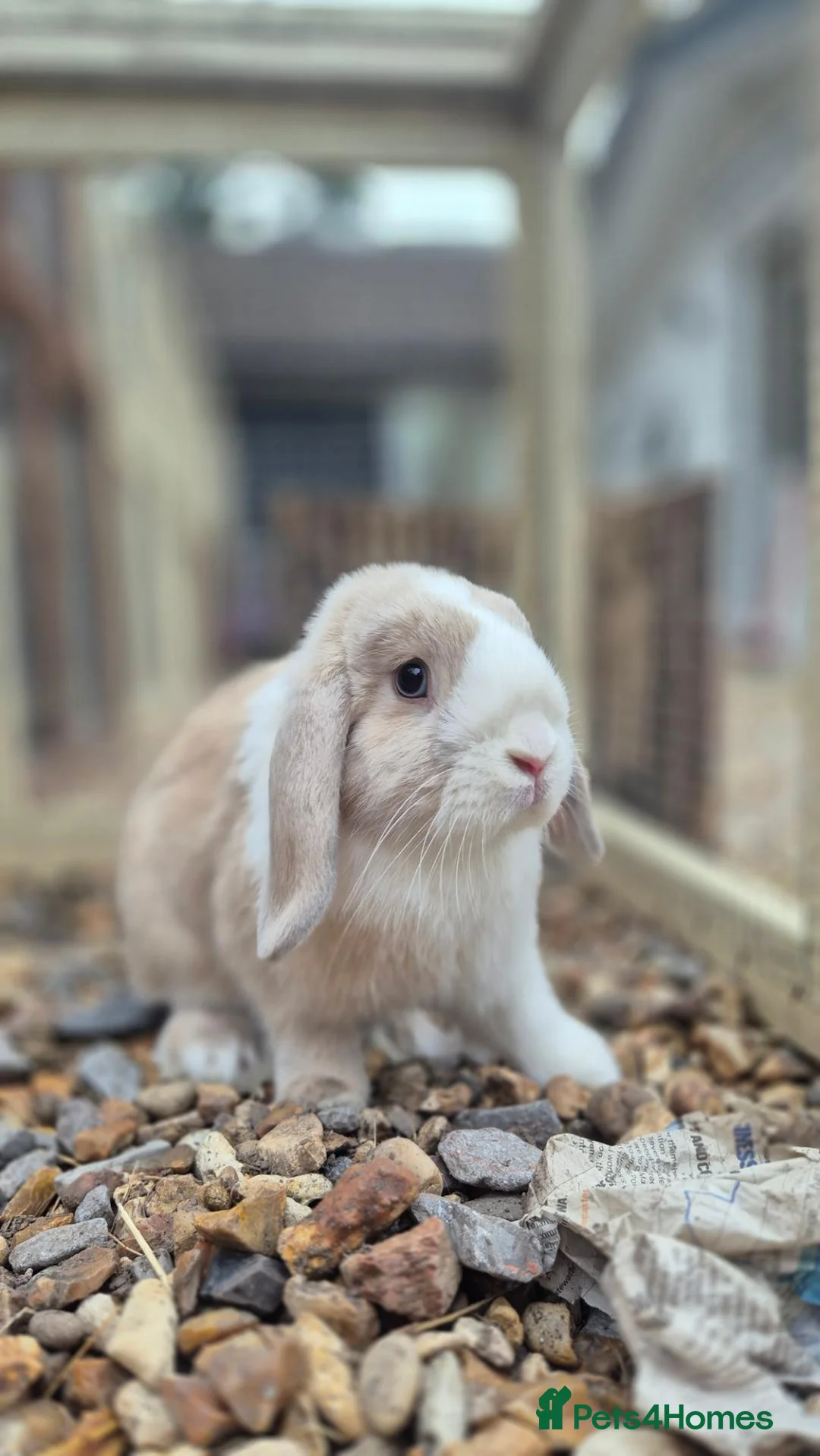 Mini Lop rabbits for sale: Fluffy and Tookie - Advert 9