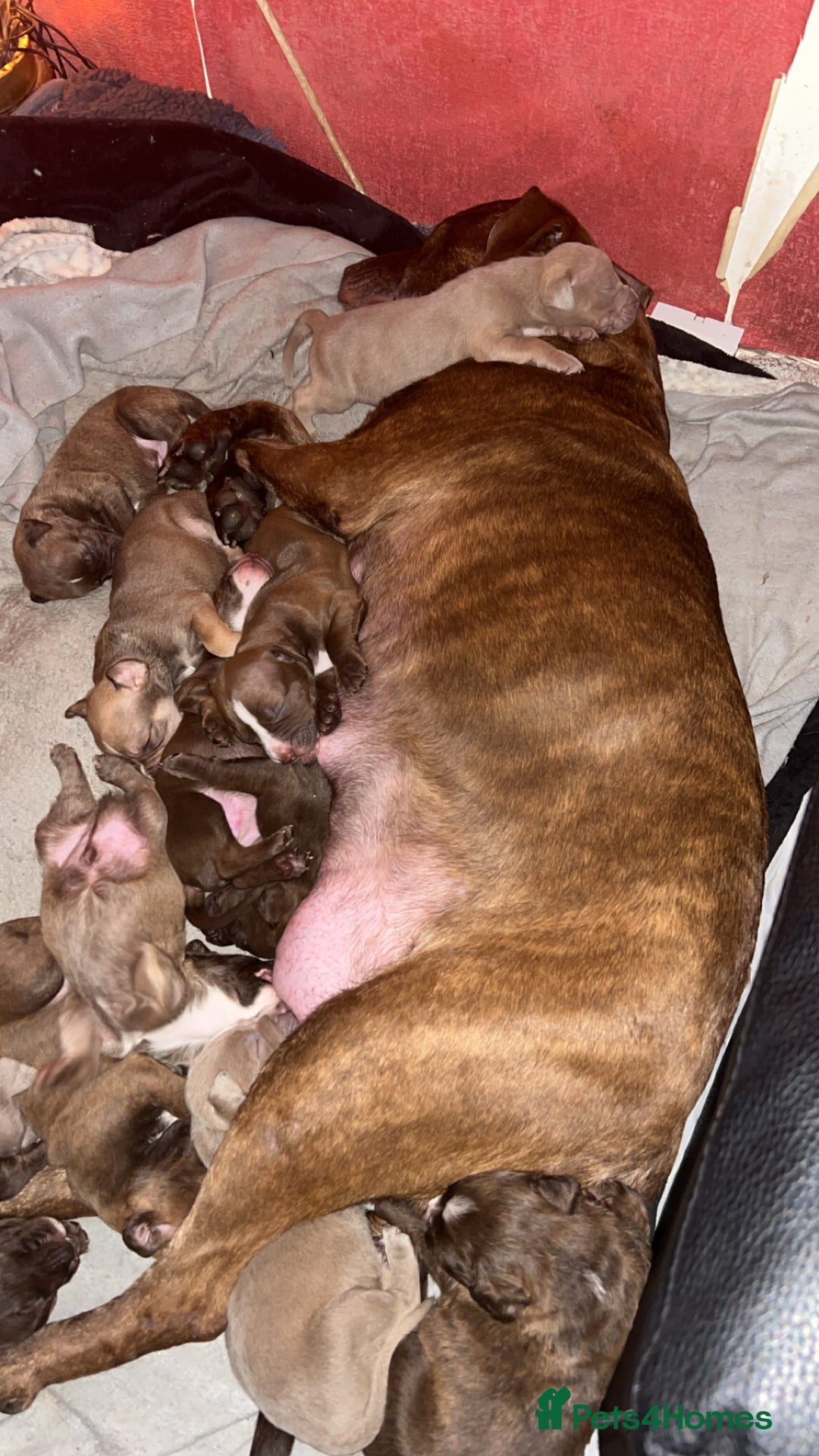 Mixed Breed dogs for sale: Beautiful Staffy cross puppies  - Advert 1