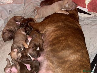 Mixed Breed dogs Beautiful Staffy cross puppies - Advert 15