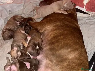 Mixed Breed dogs Beautiful Staffy cross puppies - Advert 17