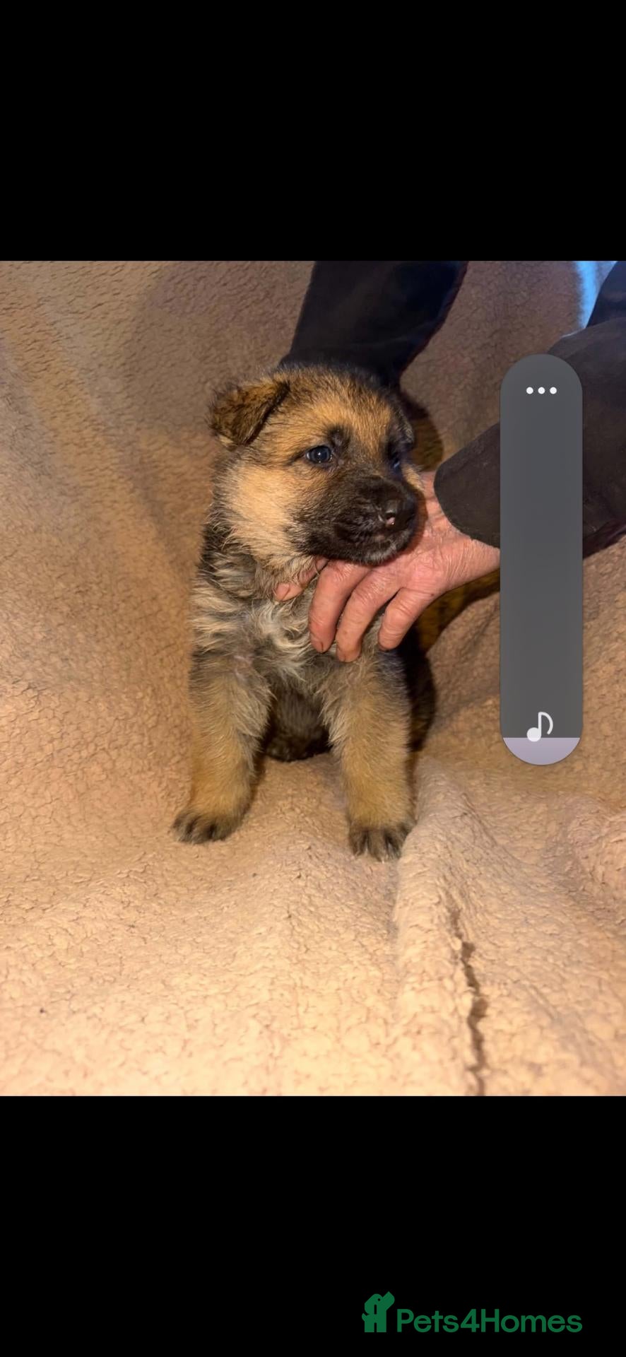 German Shepherd dogs for sale: My gorgeous german shepherd puppies - Advert 2