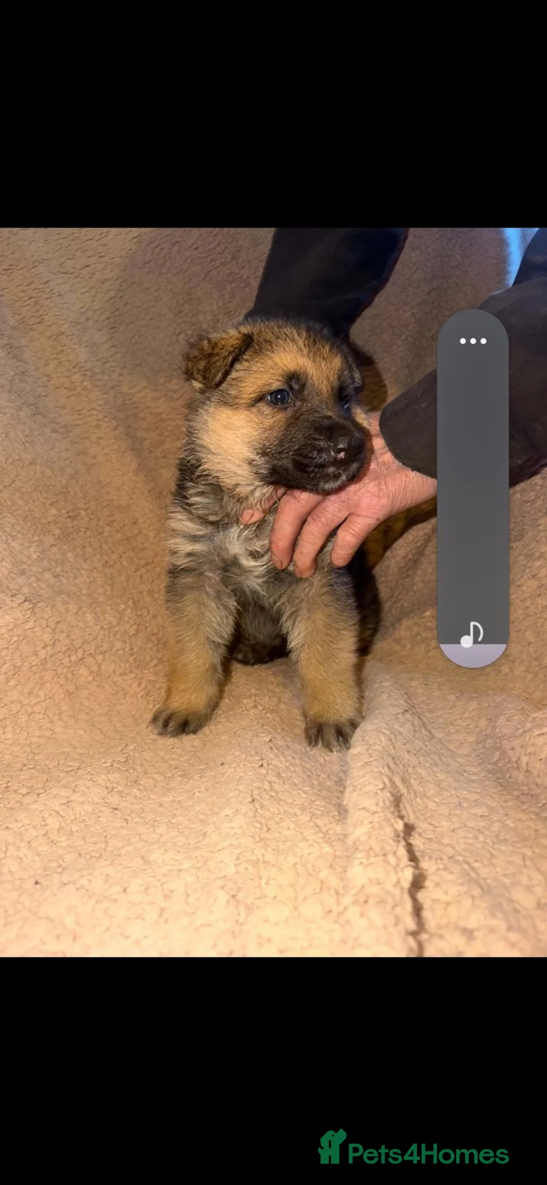 German Shepherd dogs for sale: My gorgeous german shepherd puppies in Bishop Auckland - Advert 2