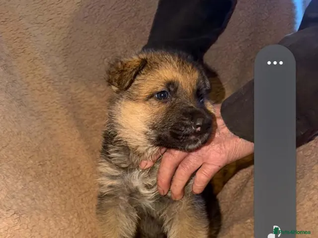German Shepherd dogs for sale: My gorgeous german shepherd puppies - Advert 2