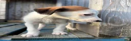Lurcher dogs for sale: Lurcher puppies in Chesterfield - Advert 14