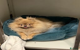 Pomeranian dogs for sale: Teddybear cuddly Retired spayed 1-2 years old  - Image 7