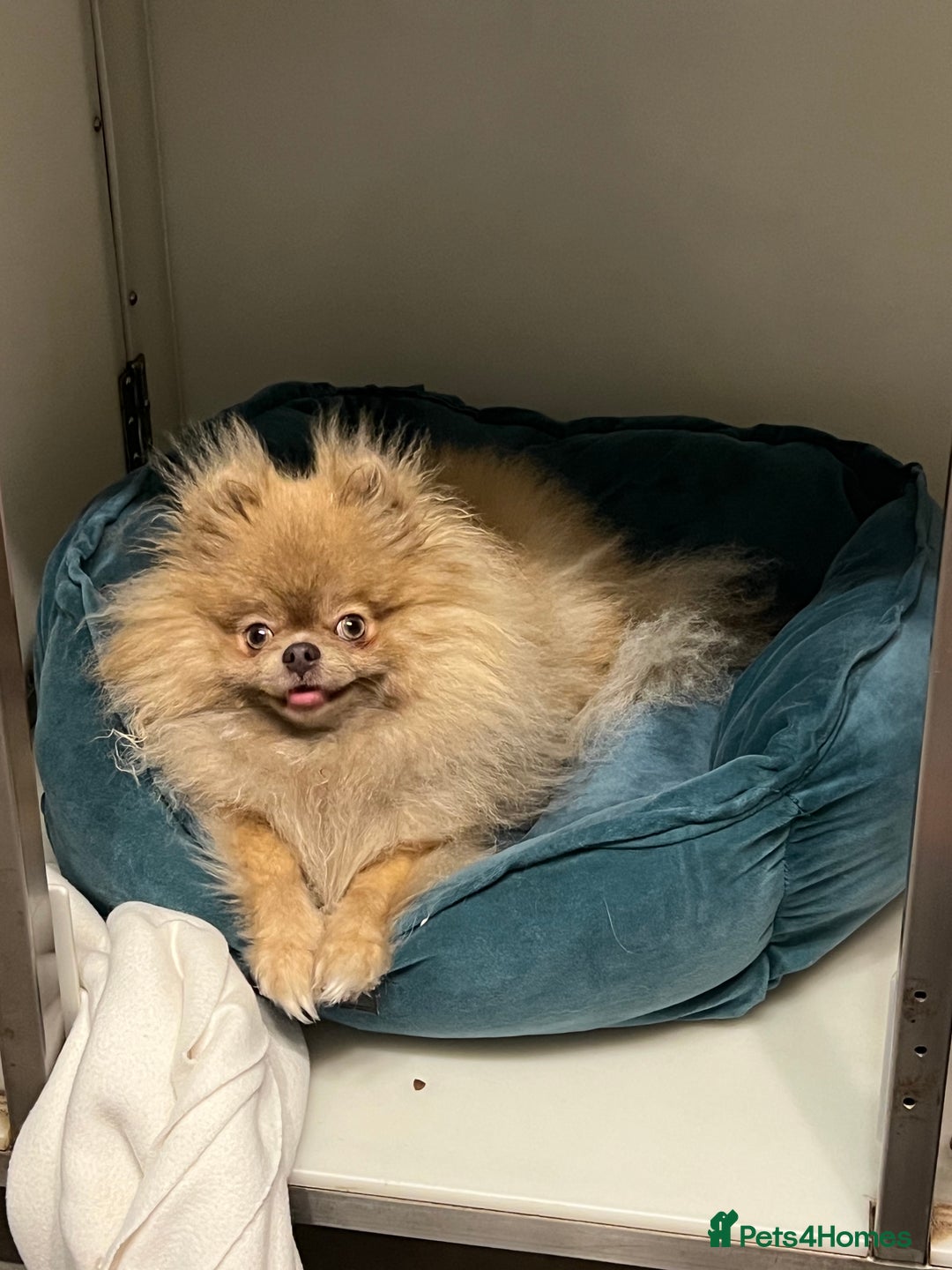 Pomeranian dogs for sale: Teddybear cuddly Retired spayed 1-2 years old  - Image 7
