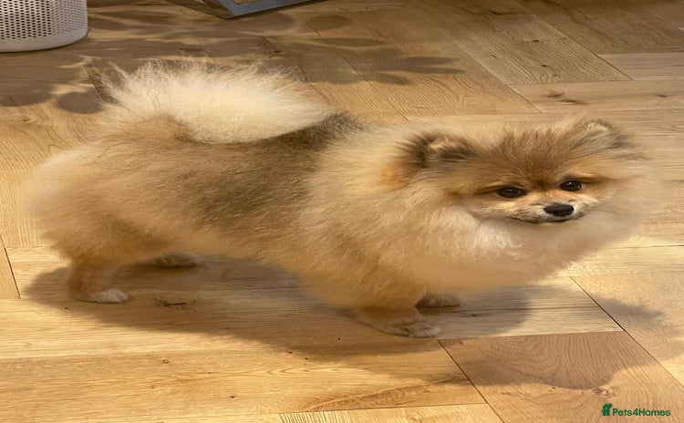 Pomeranian dogs in Basildon - Advert 7