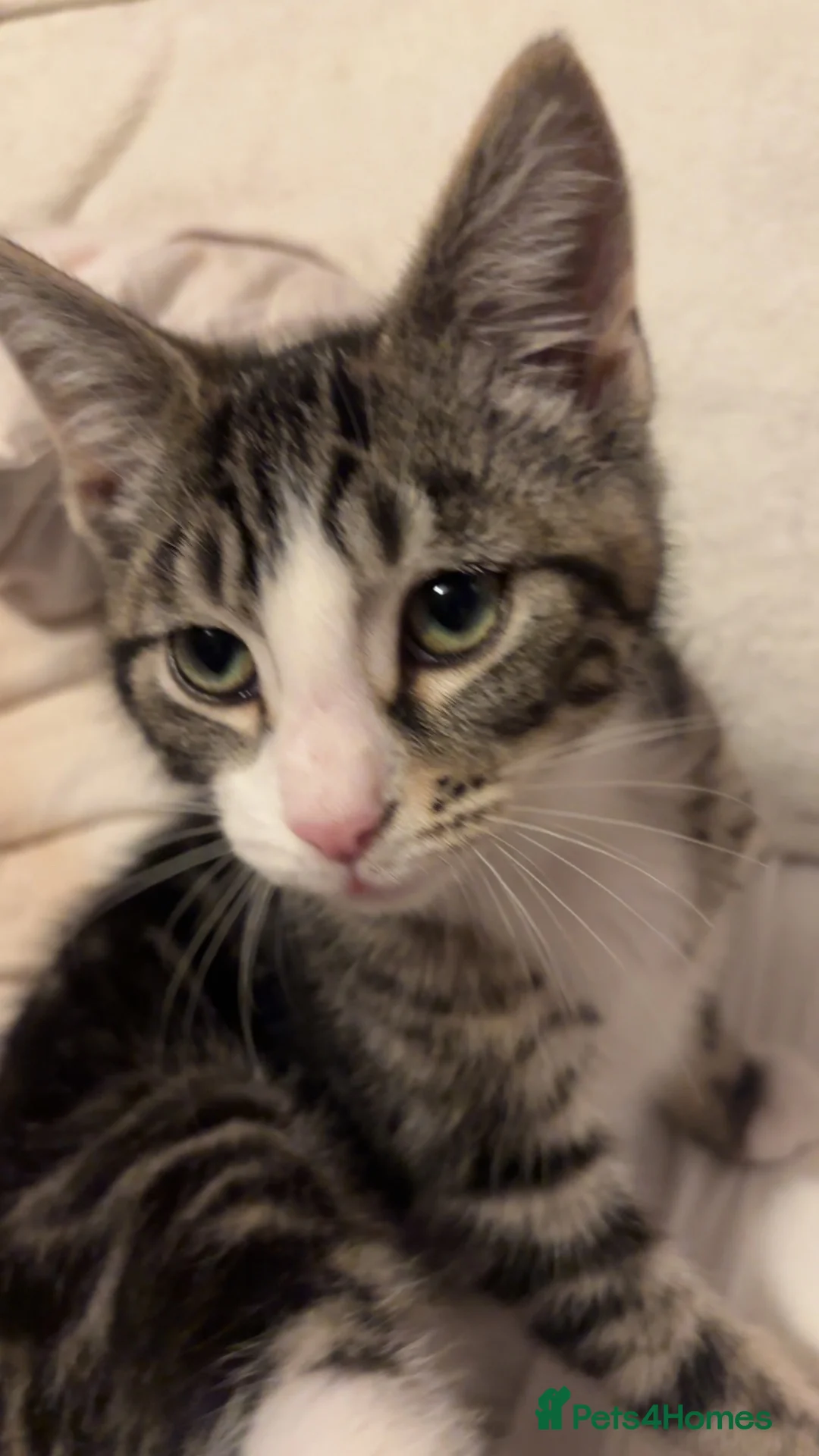 Mixed Breed cats for sale: jayjay - Advert 2