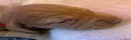 Hungarian Vizsla dogs for sale: Litter of stunning Vizslas - Advert 14