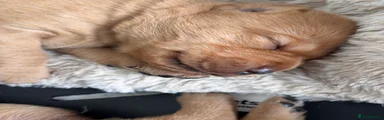 Labrador Retriever 2