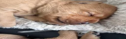 Labrador Retriever dogs for sale: Red Fox Labrador Retriever Puppies  in Swansea - Advert 3