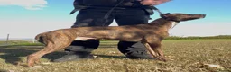 Lurcher dogs for sale: Cracking lurcher dog  - Advert 1