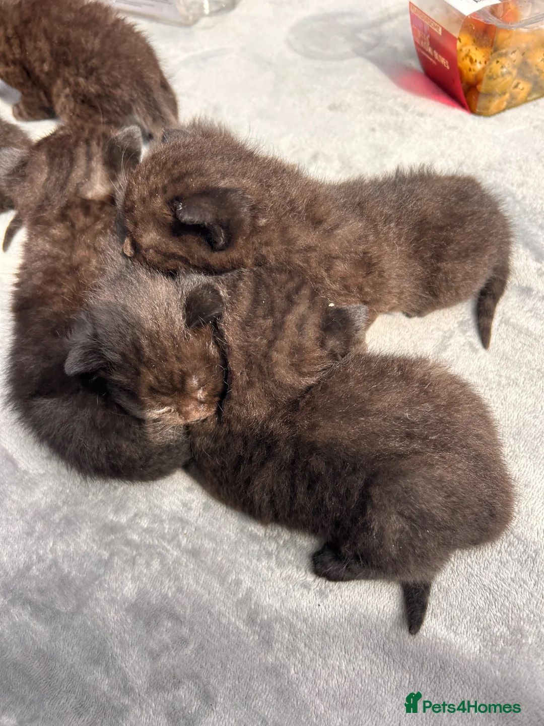 Mixed Breed cats for sale: 5 chocolate brown kittens  - Advert 11