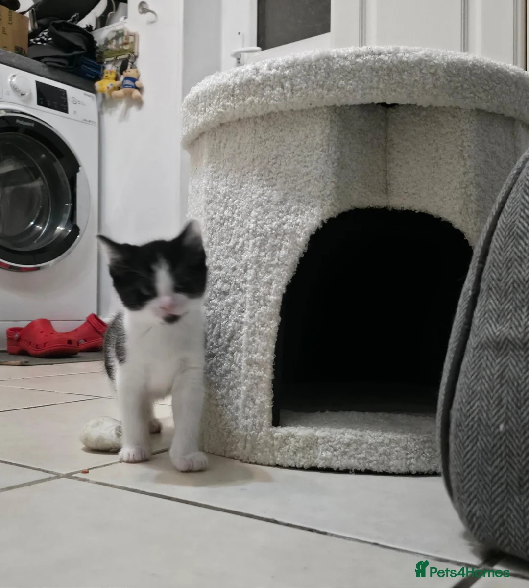 Mixed Breed cats for sale: 7 Adorable kittens ready for their furever home - Advert 40