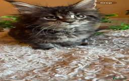 Maine Coon cats for sale: Beautiful GCCF Maine Coon kittens - Advert 13