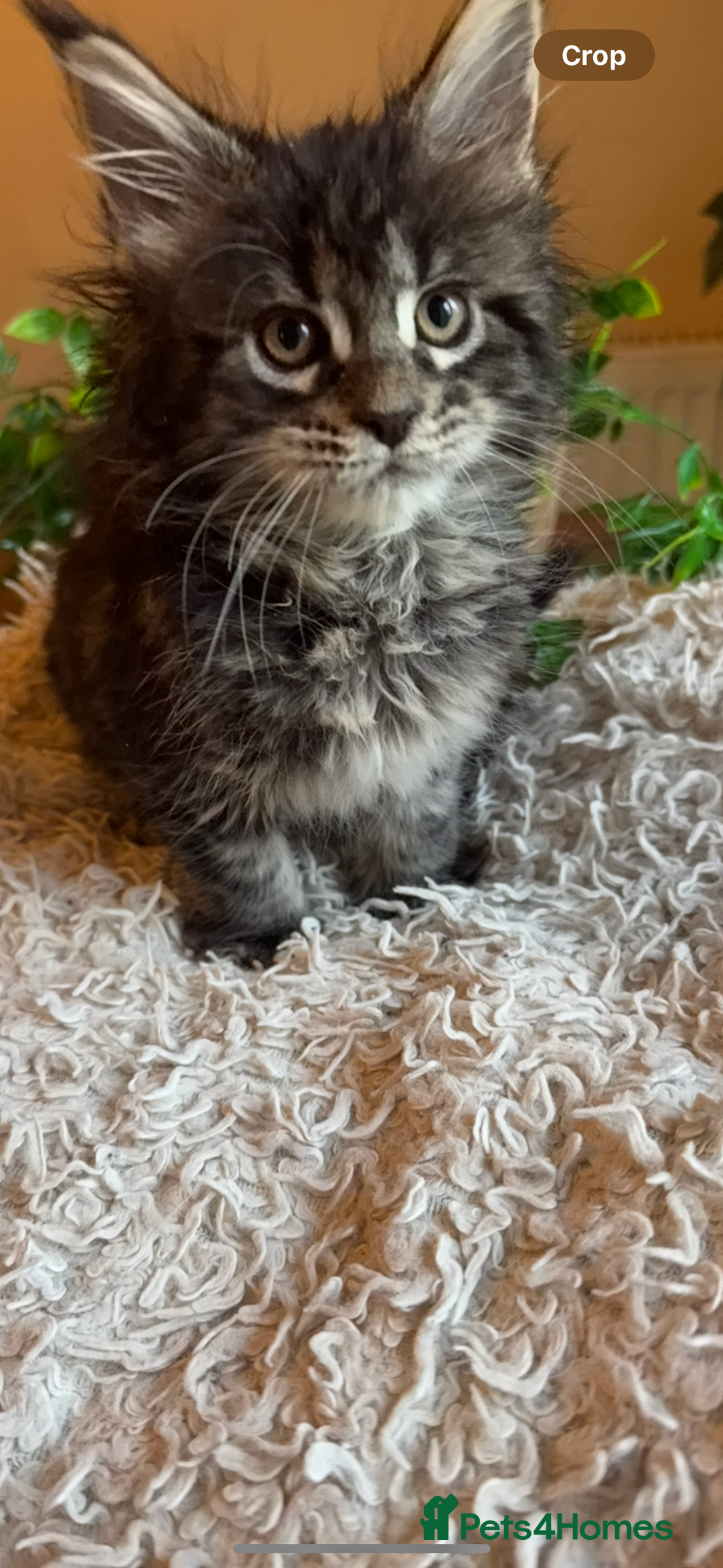 Maine Coon cats for sale: Beautiful GCCF Maine Coon kittens - Advert 13