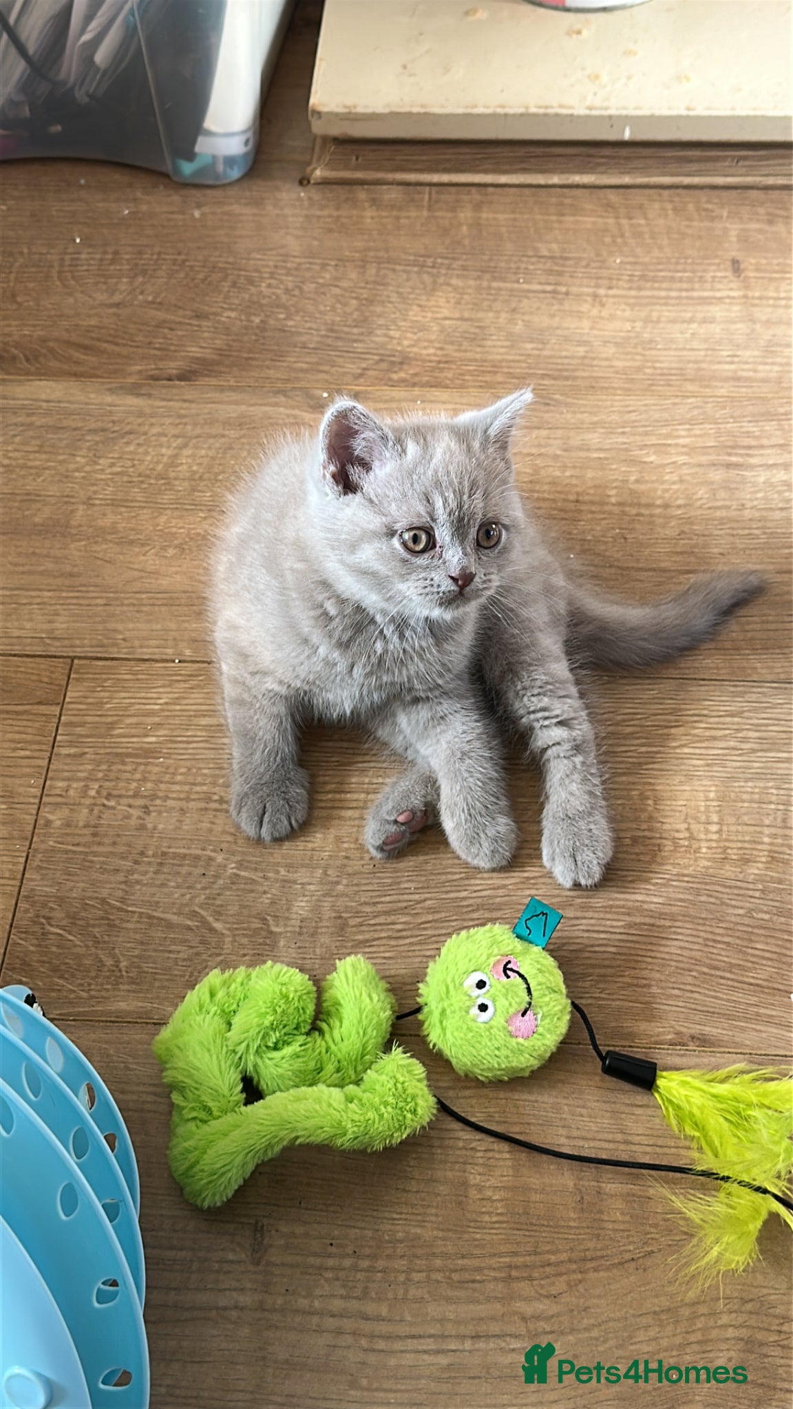 British Shorthair cats GCCF registered Kittens  - Advert 9